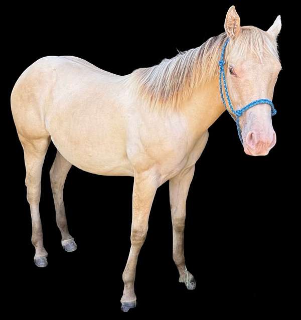 dun-horses