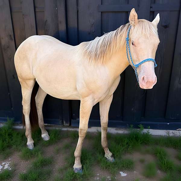champagne-yearling-filly