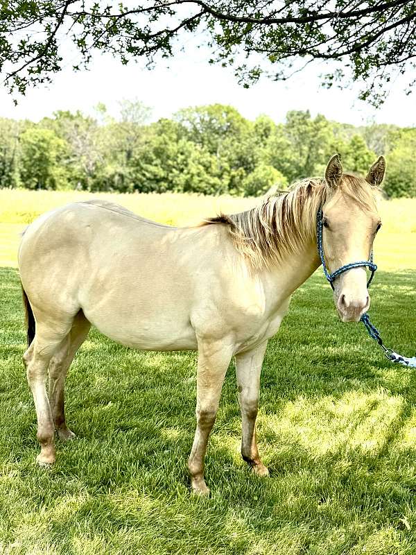 awesome-whiskey-filly