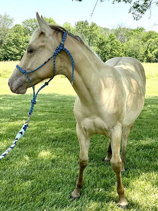 dun-horses-filly