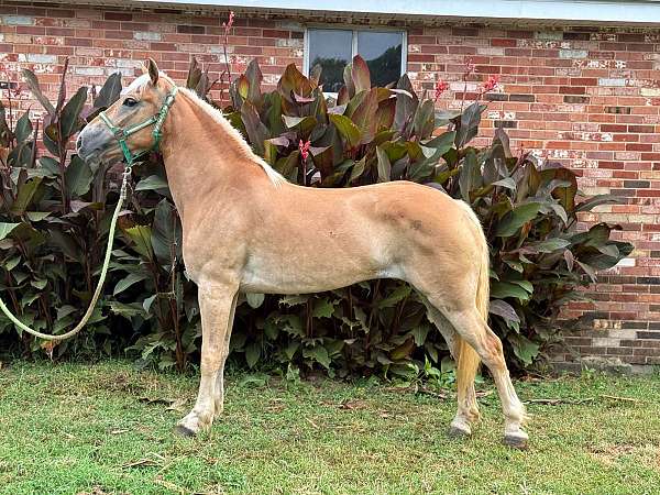 palomino-haflinger-mare