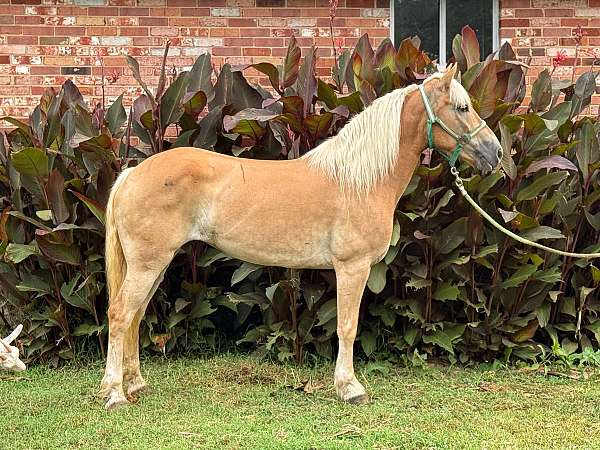 palomino-mare-for-sale