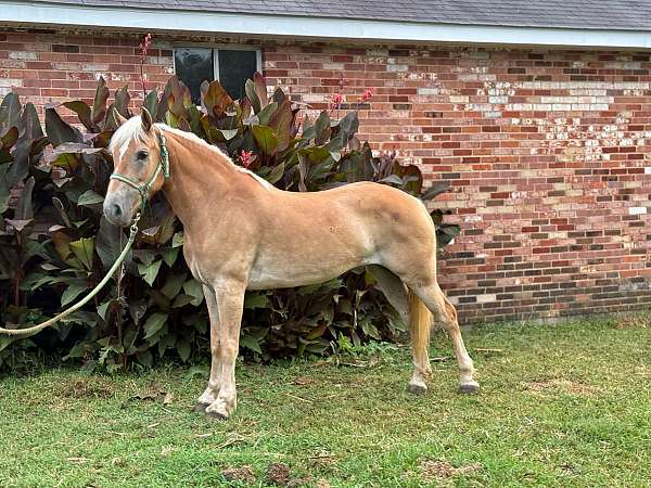14-hand-haflinger-mare