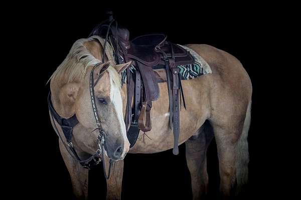 trail-paint-horse