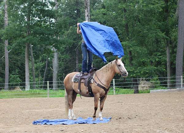 working-cattle-paint-horse