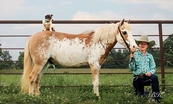 11-hand-overo-pony