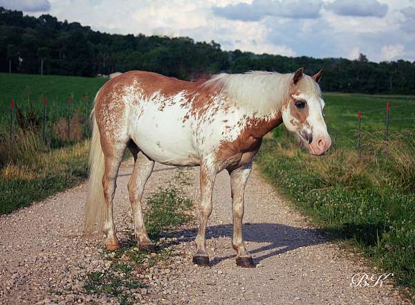 all-around-pony