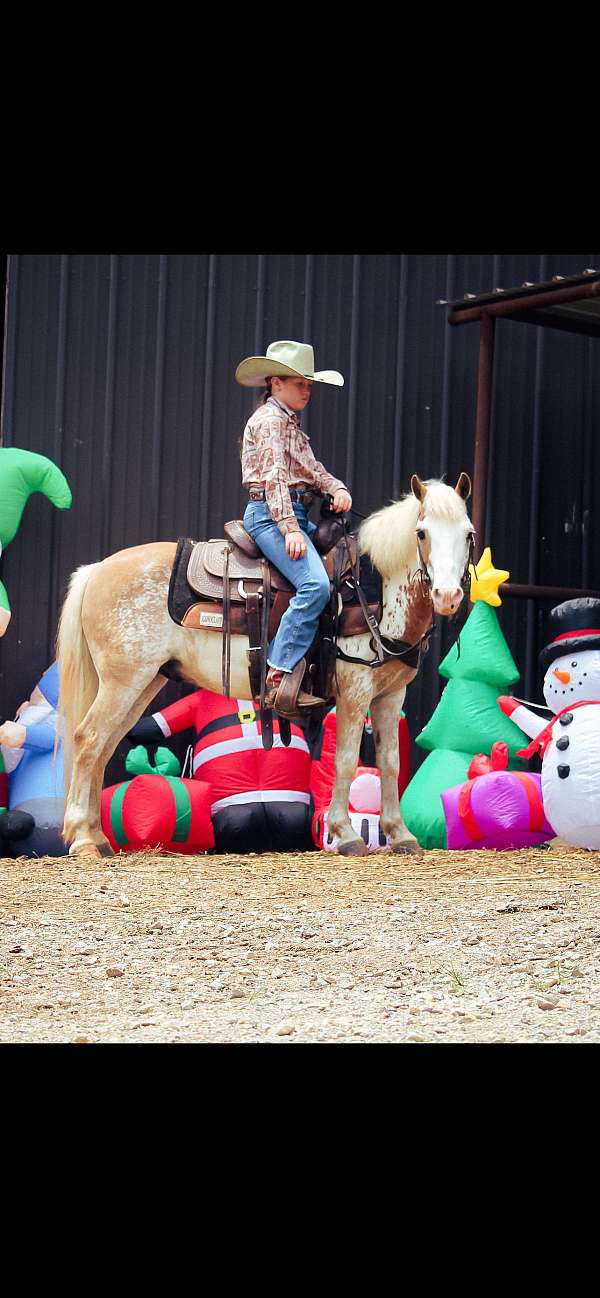 overo-roping-pony