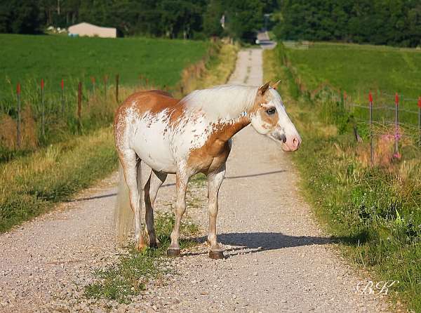 athletic-pony