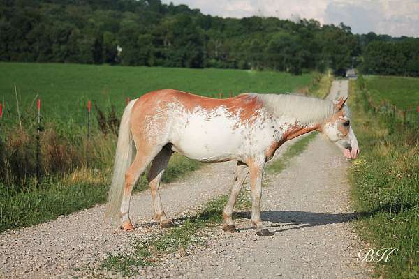flashy-pony