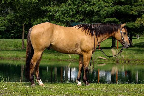 athletic-quarter-pony