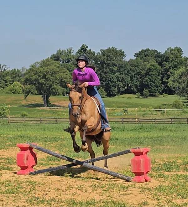 kid-safe-quarter-pony