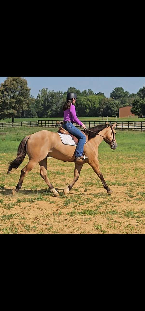 ranch-quarter-pony
