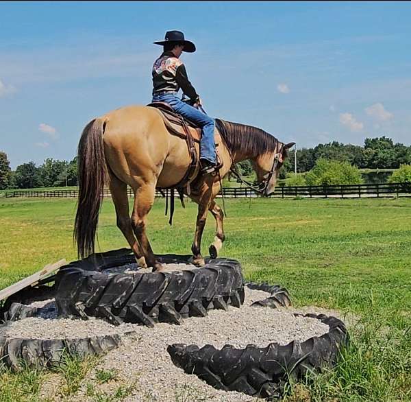 trail-quarter-pony
