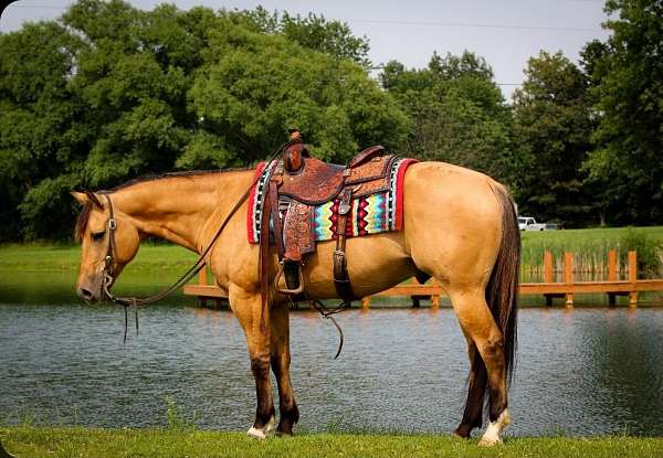 working-cattle-quarter-pony