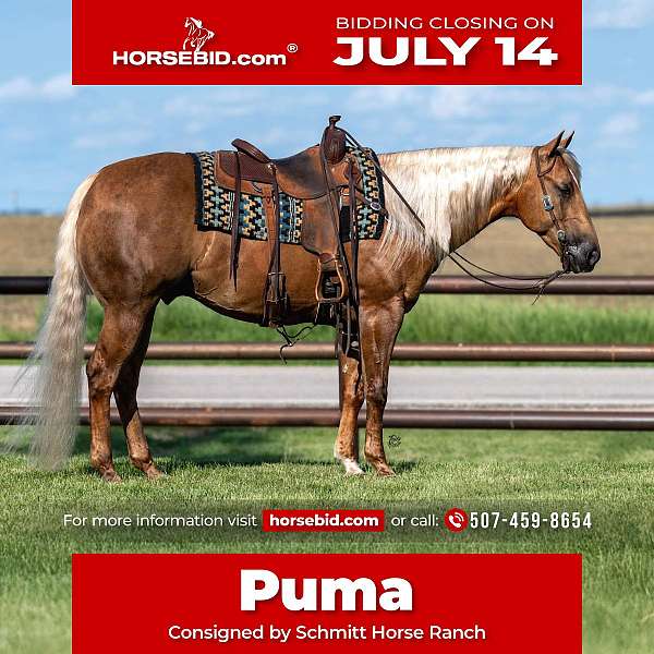 all-around-quarter-horse