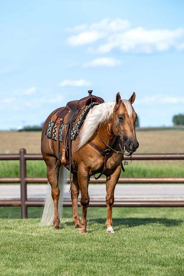 calf-roping-quarter-horse