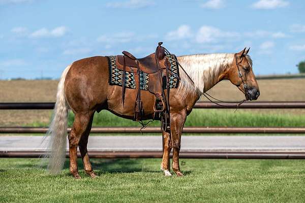 flashy-quarter-horse