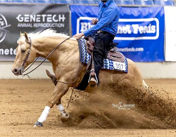 husband-safe-quarter-horse
