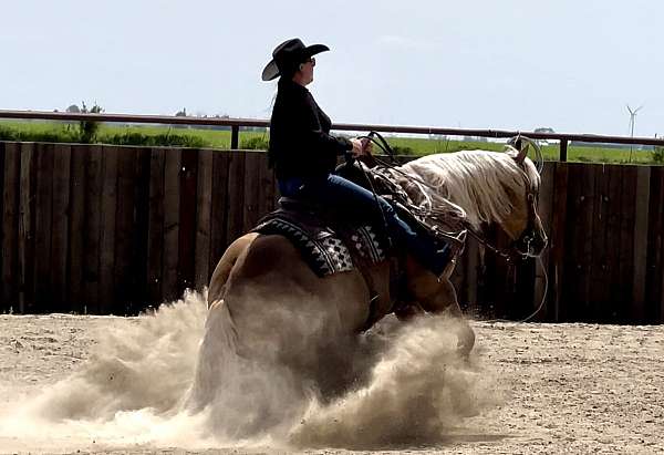 performance-quarter-horse