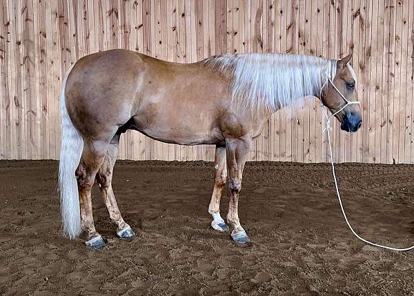 ranch-quarter-horse