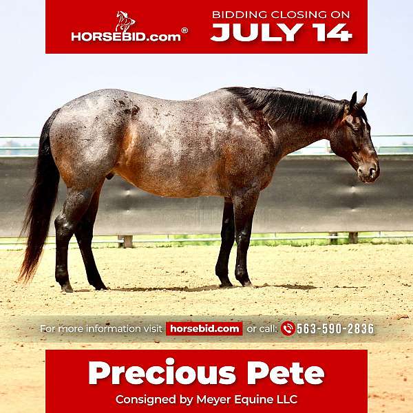 all-around-quarter-horse