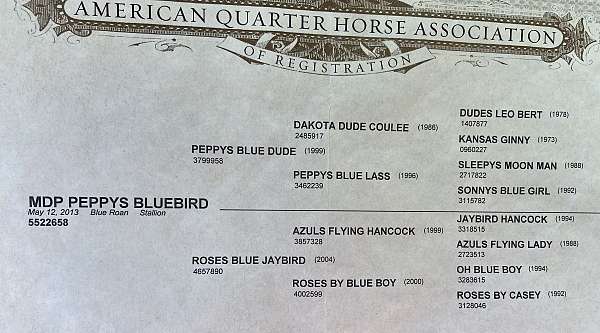 athletic-quarter-horse