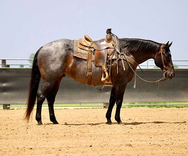 beginner-quarter-horse