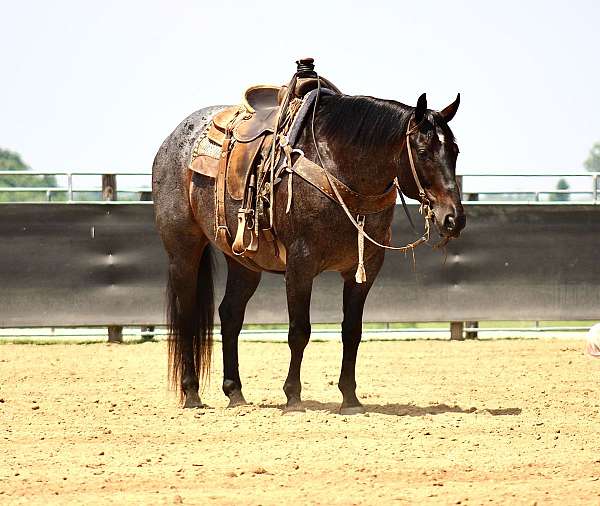 flashy-quarter-horse
