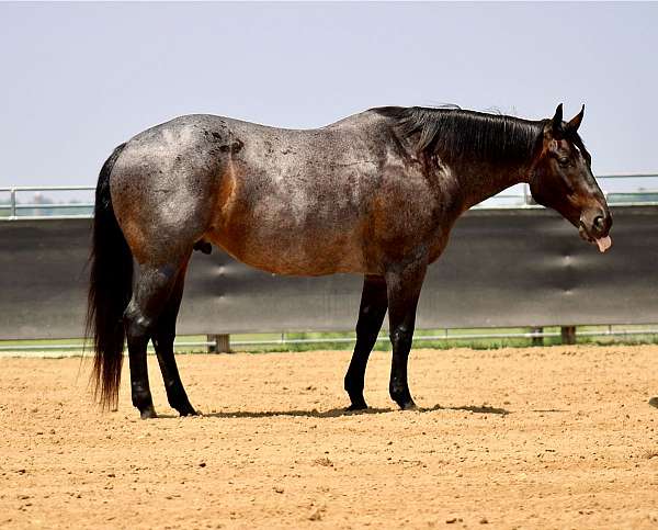 kid-safe-quarter-horse