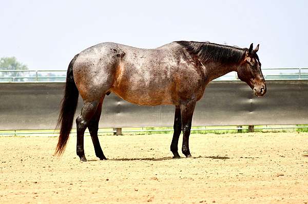 husband-safe-quarter-horse