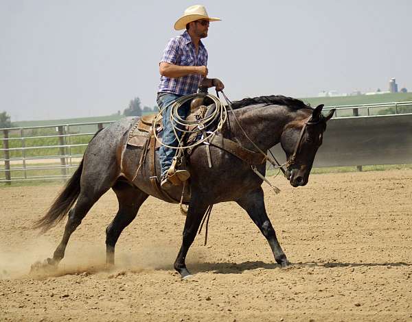 performance-quarter-horse