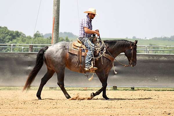 ranch-quarter-horse