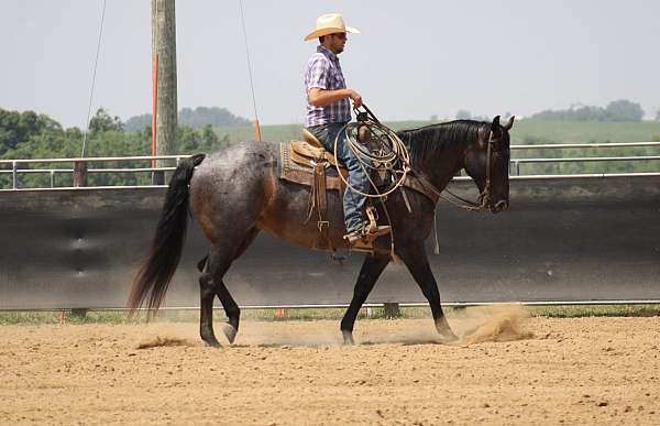 ranch-versatility-quarter-horse