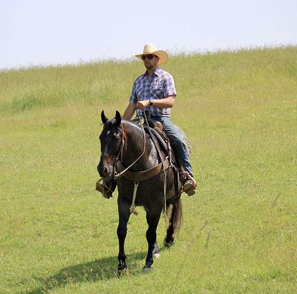 ranch-work-quarter-horse