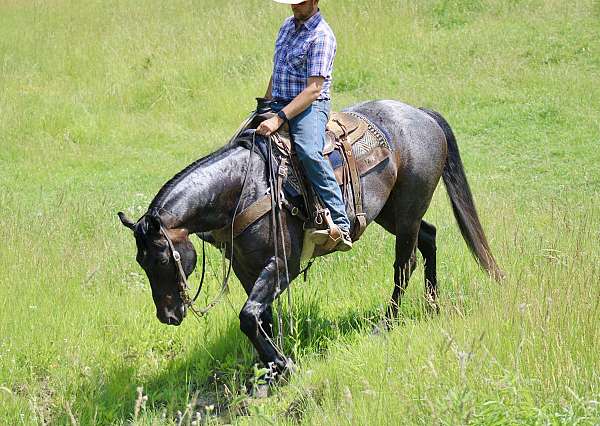 roping-quarter-horse