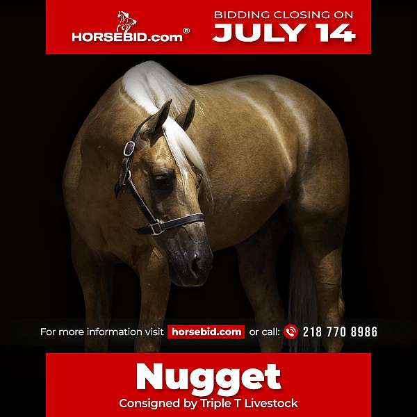 all-around-paint-horse