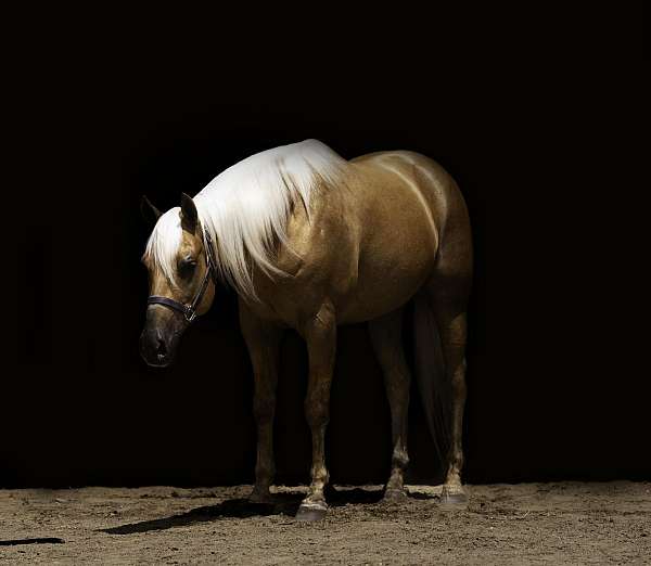 athletic-paint-horse