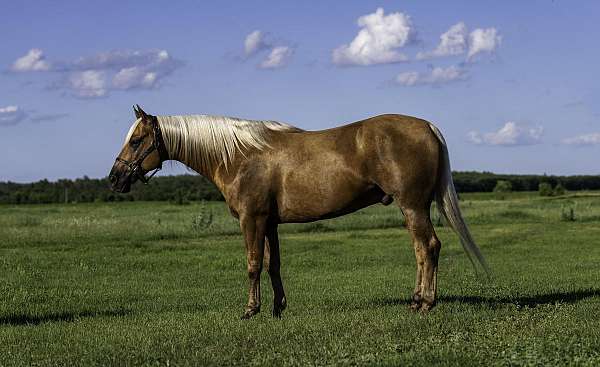 performance-paint-horse