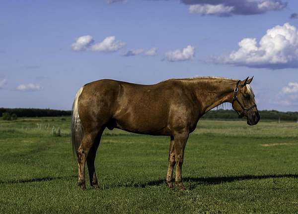 ranch-paint-horse