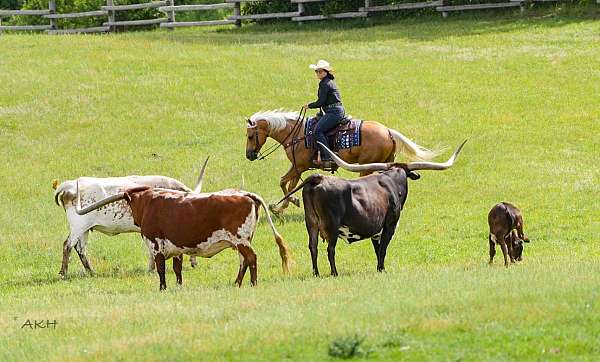 reining-paint-horse