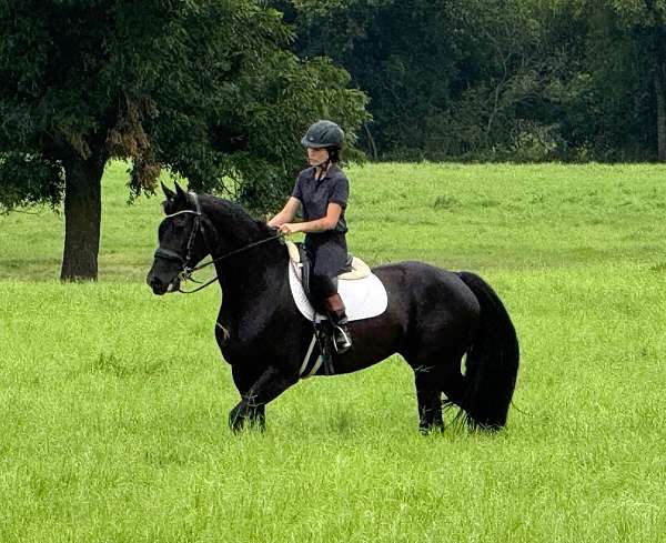 cross-friesian-horse