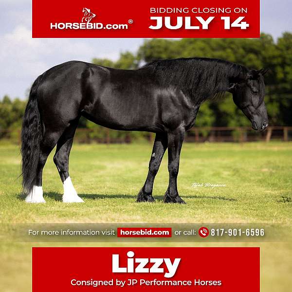all-around-friesian-horse
