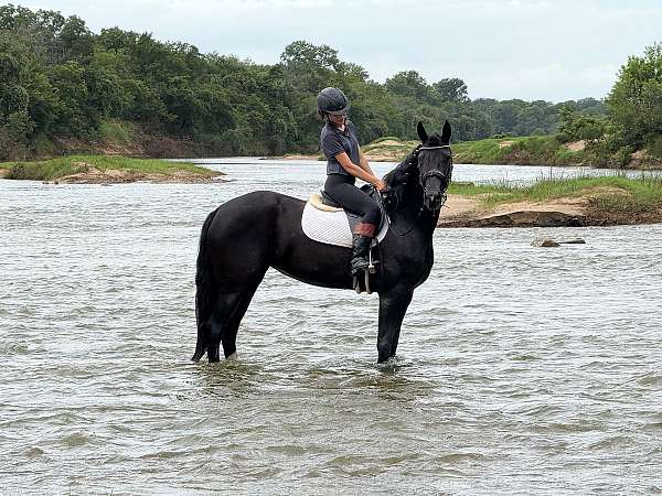 jumping-friesian-horse