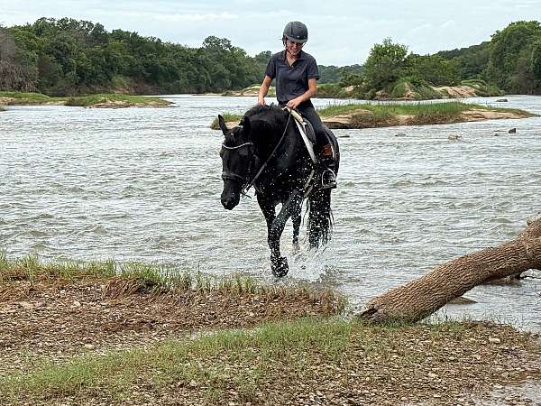 parade-friesian-horse