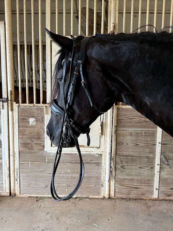 performance-friesian-horse