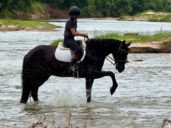 ranch-work-friesian-horse