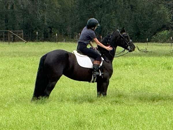 ridden-english-friesian-horse