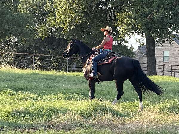 ridden-western-friesian-horse