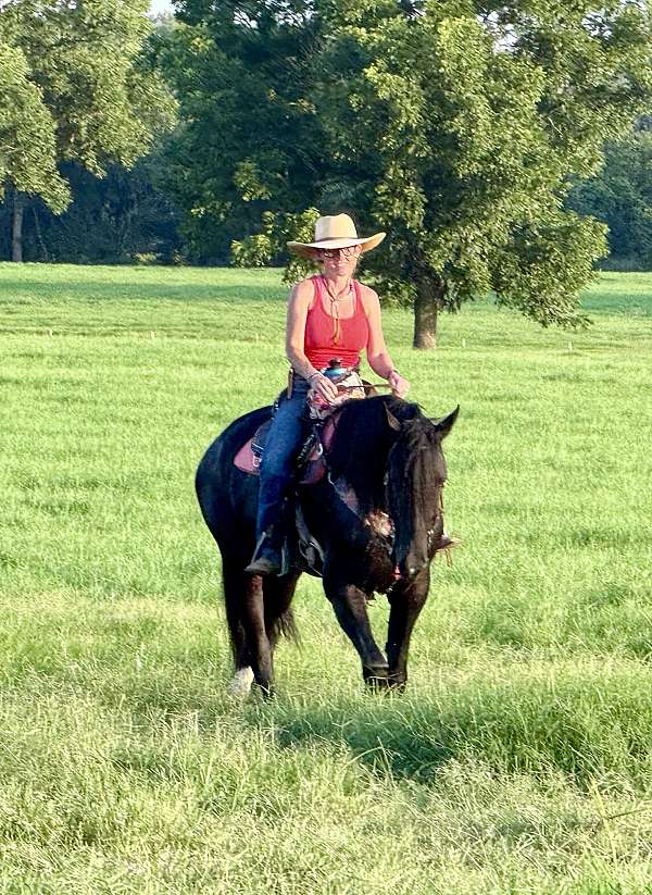 trail-friesian-horse